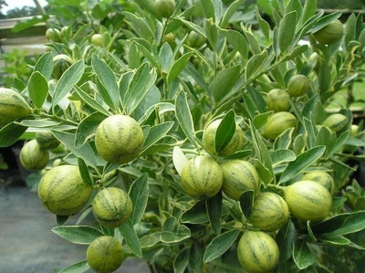 Aywal Mosambi Seed(25 per packet)