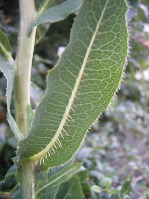 VibeX ® RXI-885 Wild Prickly Lettuce - Lactuca serriola Seed(200 per packet)