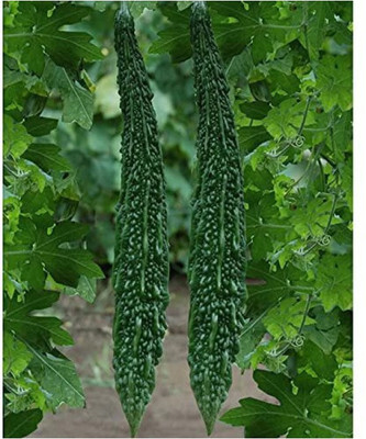Cloud Farm Karela (Bitter Guard) ROUND 20 PIC Seed(20 per packet)