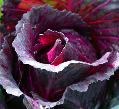 WILLVINE KGF -IV Cabbage Red Rock [50g] Seed(15000 per packet)