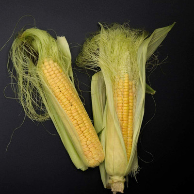 CYBEXIS Corn Seeds Natural Non-GMO2000 Seeds Seed(2000 per packet)