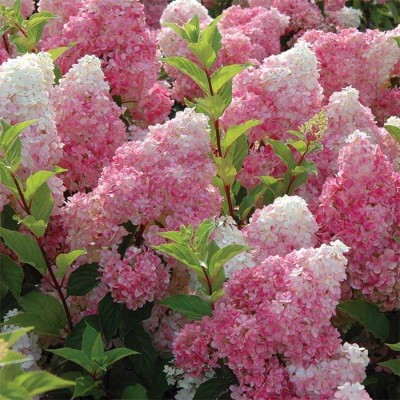 FUTABA Hydrangea paniculata Vanilla Strawberry Seeds Seed(10 per packet)