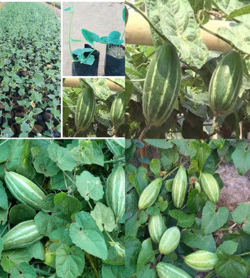 sbains Pointed gourd seeds hybrid biij pack of 22 Seed(22 per packet)