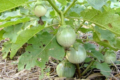 BDSresolve Brinjal white f1 round seeds PACK OF 39 Seed(39 per packet)