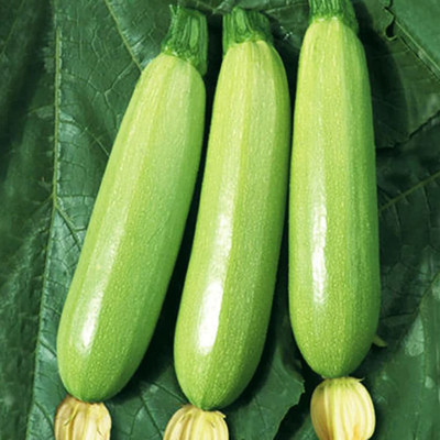 CYBEXIS Summer Squash Zucchini Seeds100 Seeds Seed(100 per packet)