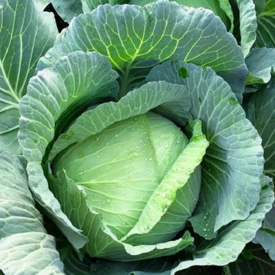 MYLAWN Cabbage Green Vegetables Seed(500 per packet)