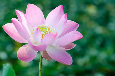 EMKOT lotus,kamal gatta Seed(11 per packet)