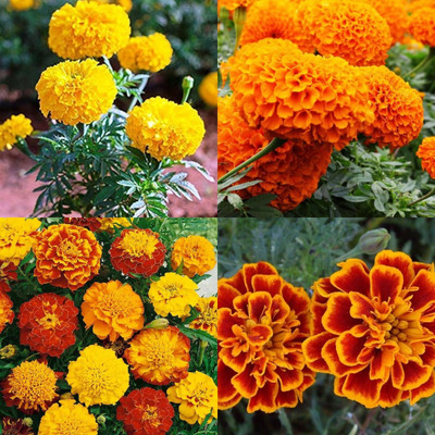 ibains Marigold seeds all colours 32 Seed(32 per packet)
