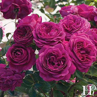 CYBEXIS VXI-2 - Celestial Night Rose - (300 Seeds) Seed(300 per packet)