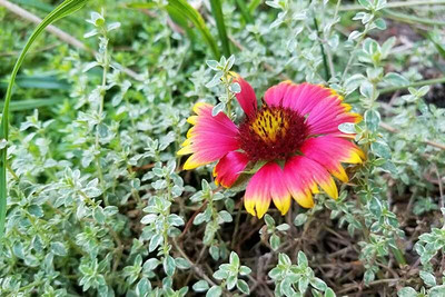 SEEDSSIDE GAILLARDIA (BLANKET FLOWERS) Seed(20 per packet)