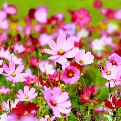 Epazo Double Click Cranberries' Seeds. Cosmos Cranberries Seed(70 per packet)