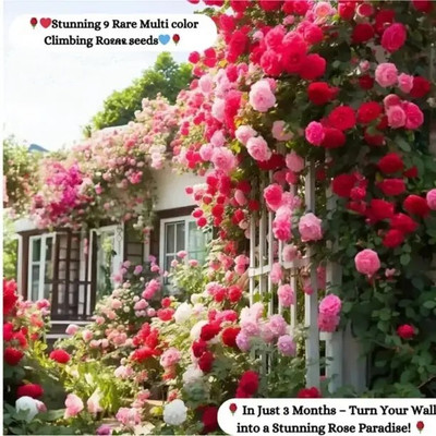 SeedsVally Climbing Rose Flower Seeds, 35 Seeds Pack - Hybrid, Year-Round Blooms, Seed(35 per packet)