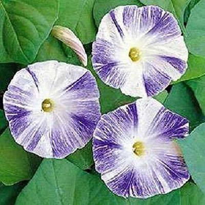VibeX XL-29 - Ipomea Morning Glory - (300 Seeds) Seed(300 per packet)
