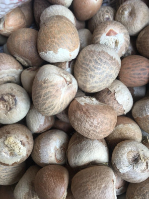 chengara Supari, Areca Nut, Betel Nut, Pakku Seed(1 kg)