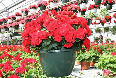 CYBEXIS Begonia Flower Seeds Seed(1 g)