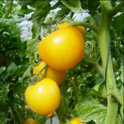 CYBEXIS Organic Tomato Seeds Throughout Year Strong Adaptability2000 Seeds Seed(2000 per packet)