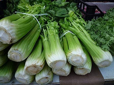 Qualtivate XL-181 Green Leaf Stalk Celery Celeriac Seed(500 per packet)