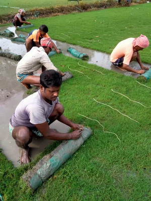the green dotcom Garden Grass Seed(17000 per packet)