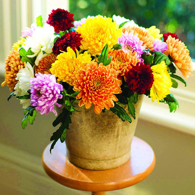 CYBEXIS Chrysanthemum Imp Collection - Hybrid Seeds Seed(25 per packet)