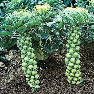 WILLVINE ROX -XVI Brussel Sprouts F1 Hybrid Seeds [2.5g] Seed(750 per packet)