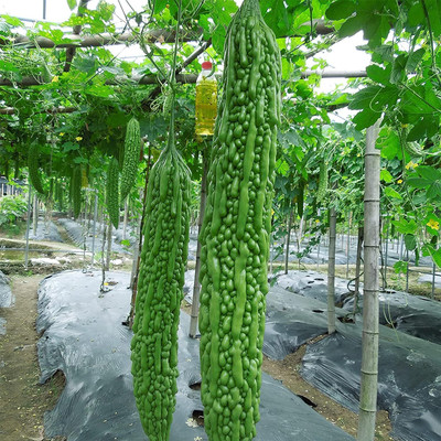 ACMS Bitter Gourd SF-21 Calabaza Amarga, Bitter Cucumber, karela, Nigauri, Seed(40 per packet)