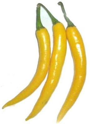 WILLVINE Yellow Chilli Seeds-[3000 Seeds] Seed(3000 per packet)