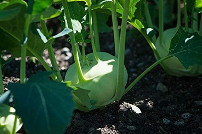 CYBEXIS Seeds of Vegetable Kohl Rabi F1 Kref2000 Seeds Seed(2000 per packet)