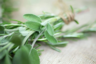 CYBEXIS LXI-39 - Sage Non-GMO - (1350 Seeds) Seed(1350 per packet)