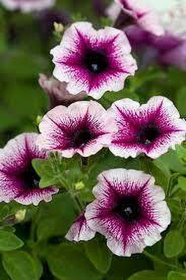 Seedsqlty Petunia flower seeds all colours Seed(10 per packet)