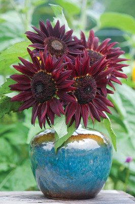 VibeX LX-98 - Chianti Sunflower - (150 Seeds) Seed(150 per packet)