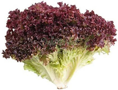 VibeX ® VMR-434 Lolo Rosso Leaf Lettuce Seeds Seed(200 per packet)