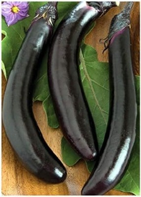 KNESSiN Brinjal Black Long Seed(200 per packet)