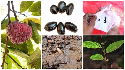 DEYS AGRO ™ custard apple seeds,sweet variety Seed(39 per packet)