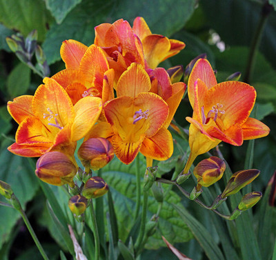 zabbus Freesia Flower Bulbs for Summer Season Orange Seed(5 per packet)