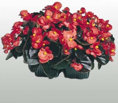 CYBEXIS Begonia - Cocktail Vodka F1 - Bright Scarlet Flowers - Flower Seeds Seed(1 g)