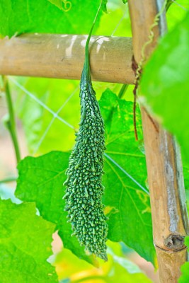 Oliver bitter gourd,karela seeds Seed(30 per packet)