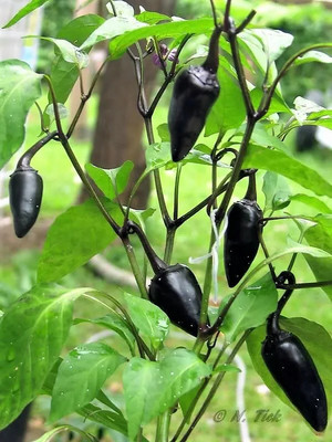 Pbevergreen Black Prince Chilli Pepper Imported Seed(1060 per packet)