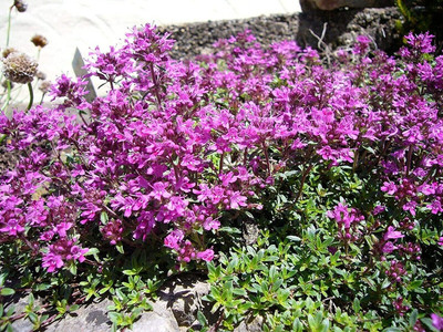 Qualtivate LX-190 Mix Creeping Thyme Seeds Seed(200 per packet)