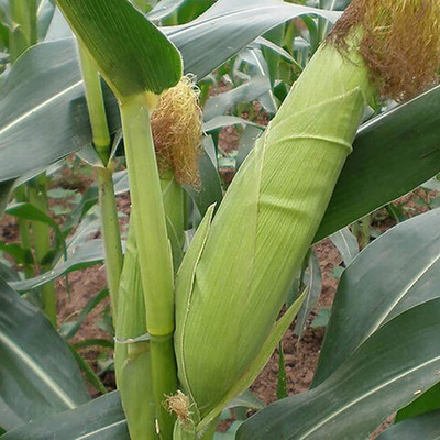 CYBEXIS Heirloom Yellow Corn Seeds2000 Seeds Seed(2000 per packet)