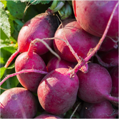 CYBEXIS XLL-18 - Purple Plum Radish - (2250 Seeds) Seed(2250 per packet)