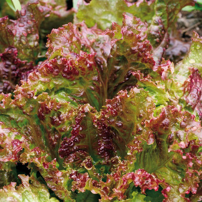 WILLVINE HUA-70 New Red Fire Red Leaf Lettuce Seed(400 per packet)