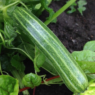 CYBEXIS KGF -88 - Zucchini Gren Tiger - (675 Seeds) Seed(675 per packet)