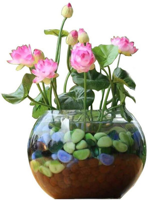 NurseryFriends night blooming lotus seed, lotus seeds for home, Kamal Seeds, kamal gatta Seed(27 per packet)