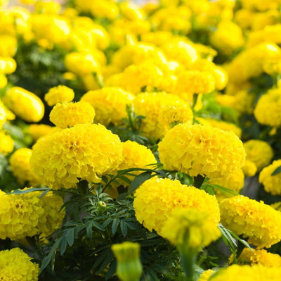CRGO ® HAU-840 Marigold Lemon Drop Seeds - Tagetes erecta Seed(100 per packet)