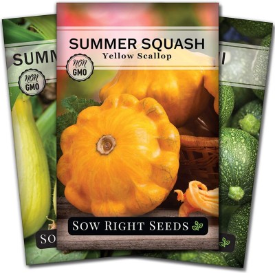 CYBEXIS VVI-21 - Straightneck Yellow ScallopRound Zucchini Squash - (75 Seeds) Seed(75 per packet)