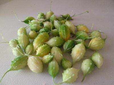 CYBEXIS LX-98 - Bitter Gourd (Small Fruited Mixed) - (900 Seeds) Seed(900 per packet)