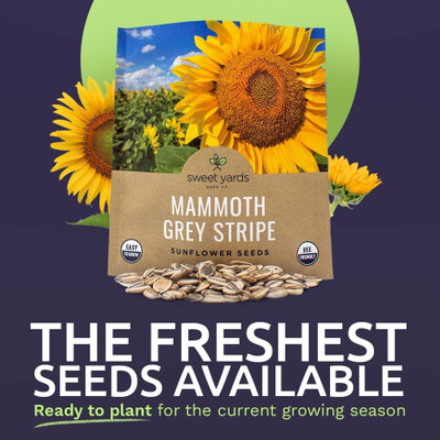 CYBEXIS GBPUT-61 - Mammoth Grey Stripe Sunflower - (1350 Seeds) Seed(1350 per packet)