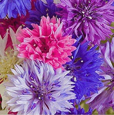 Aywal CORNFLOWER MIXED FLOWER Seed(10 per packet)