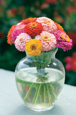 CYBEXIS Zinnia Seed(25 per packet)
