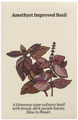 Qualtivate ATS-18 Basil Amethyst Ocimum basilicum Seed(1000 per packet)
